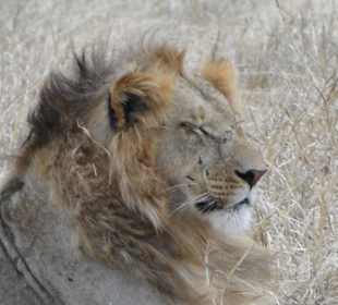 Löwe, Sami hat uns immer in die richtige Position 