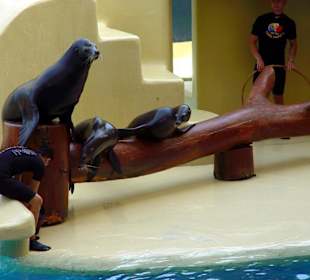 Loro Park Seelöwen Show