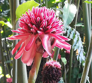 Schöne Blüte