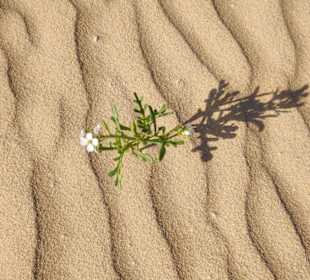 Dünnen von Corralejo 