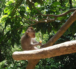 Affen in Monkey Forest