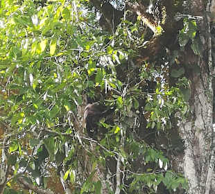 Brüllaffe im Baum