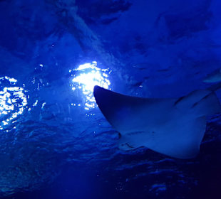 Aquarium Antalya
