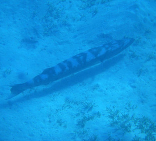 Barrakuda am Hausriff Hotel Sol Y Mar Dar El Medina