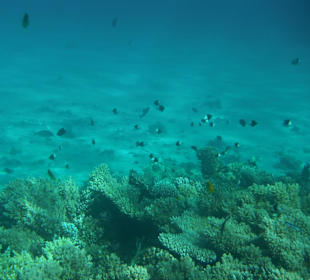 Korallen mit vielen kleinen Fischen