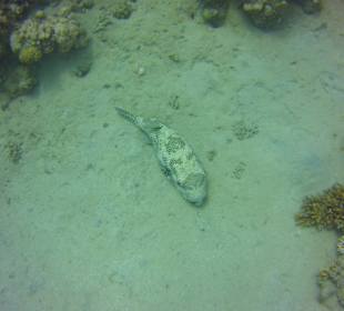 Tauchen Brayka Bay Marsa Alam