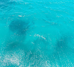 Delfine unter Wasser