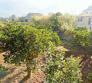 Orangenplantage