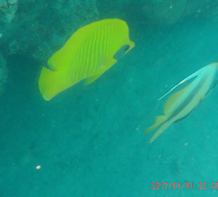 Schnorcheln Sahl Hasheesh