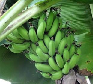 Bananenstaude im Tropenhaus