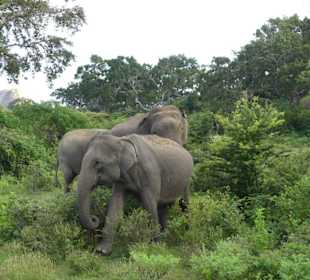 Elefanten in nächster Nähe