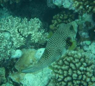 Hausriff Arabia Azur