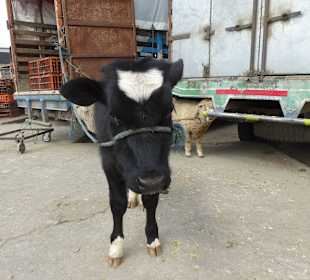 Warum will mich keiner