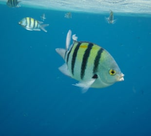 Hotel Sea Life Resort
