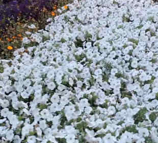 Real Jardín Botánico de Madrid