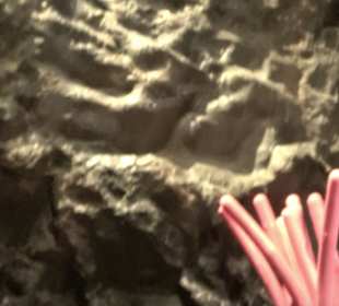 Naturparkzentrum Ruhestein