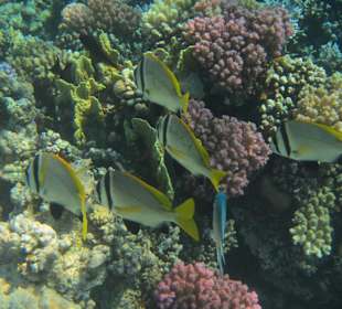 Schnorcheln beim Fort Arabesque