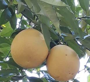 Grapefruits, riesig...