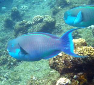 Schnorcheln im Happy Life Resort