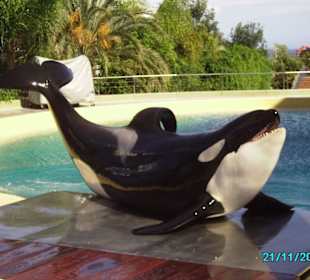 Orka im Loro Park