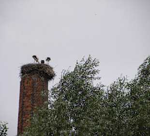 Storchennest