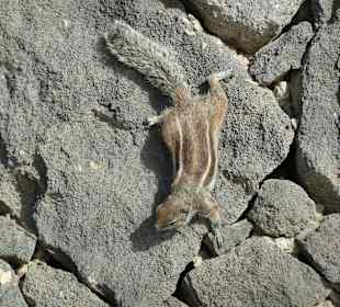 Strandpromenade Morro Jable