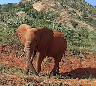 Ein roter Elefante vor dem Lion Hill