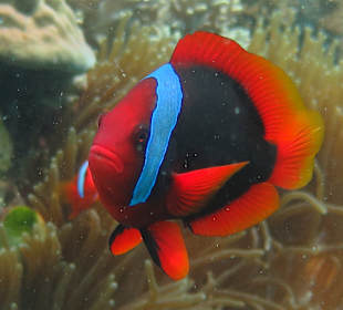 Schnorcheln Hausriff Bituon Beach Resort