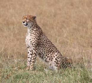 Gepard