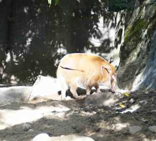 Tierpark Hagenbeck