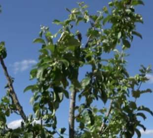 Eduard Lucas Musterobstgarten Mähringen