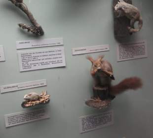 Zoologisches Museum