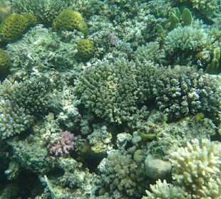 Schnorcheln Sahl Hasheesh