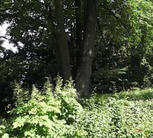 Botanischer Garten der Universität Zürich