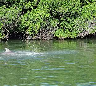 Delfinarium Varadero