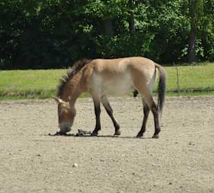 Przewalsipferd