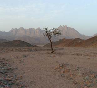 Ein Baum in der Wüste