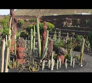 Kakteen so weit man sehen kann