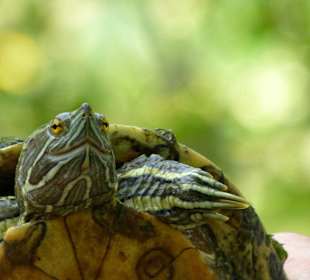 Die kleine Schnappschildkröte