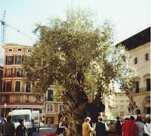Palma/ Altstadt/ Mallorca