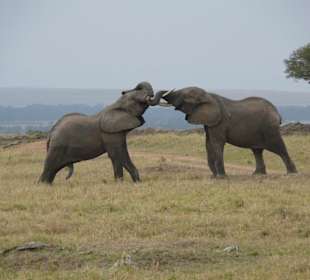 Wer ist der Stärkere?
