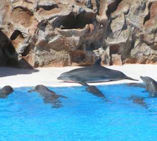 Delfinshow im Loro Park