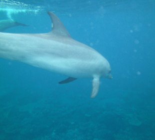 Einer der vielen Delfinen