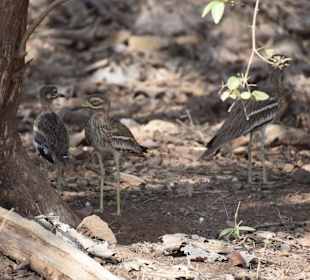 Triel mit Jungtieren