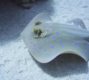 Podwodne życie w Abu Dabab