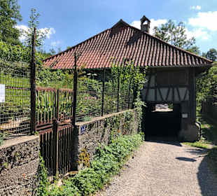 Weintorkel auf der Burghalde