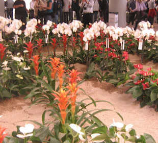Fiori