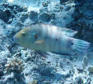 Besenschwanz Prachtlippfisch