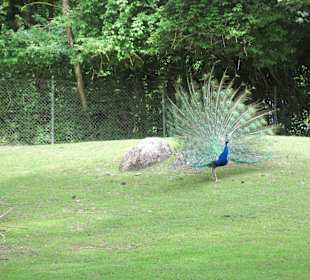Pfau mit Federrad