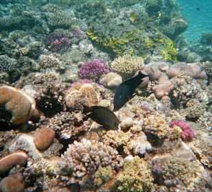 Schöne Unterwasserwelt!